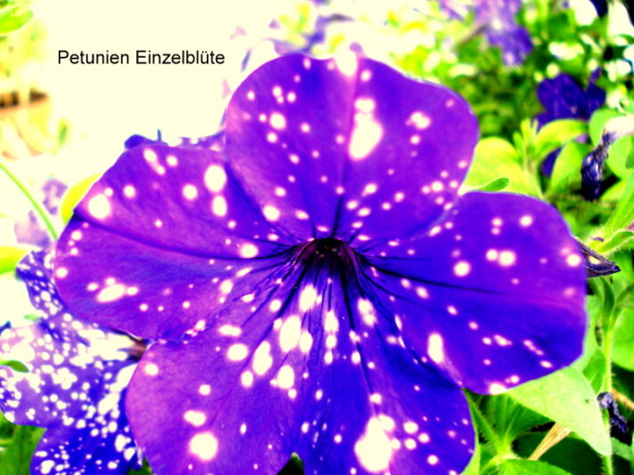 Petunien Einzelblüte