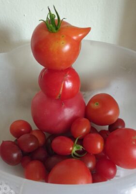 tomaten