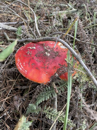 36DF4336-3E04-4C4E-AD99-F425FE1C4CC2