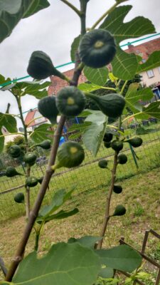 IMG_20200611_122816961_HDR