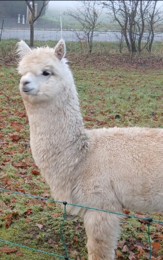 Gallery_1764153591240