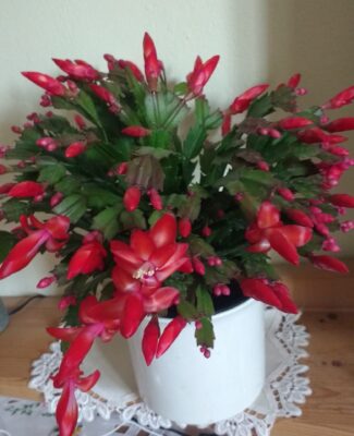 IMG_20201108_101719605