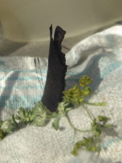 3.6.2021 Fronleichnam (109)