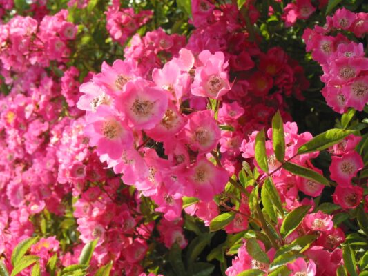 1.Juli 2008 kommt Bürgerentscheid... (10)