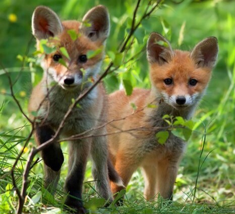 junge-fuechse-auf-dem-gras-700-37991086