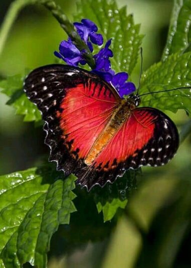 226848367_1943177279164475_316495328078652102_n