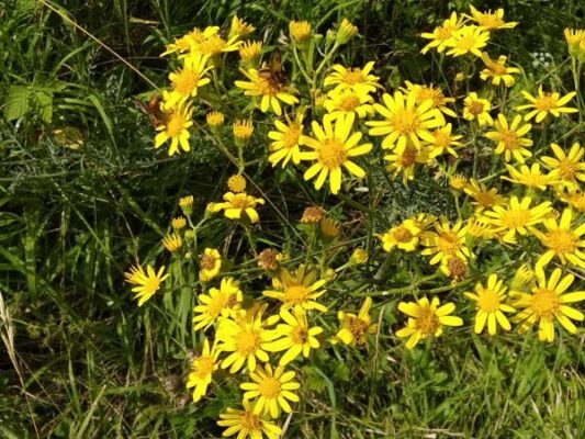 190923_Jakobskreuzkraut_david-600x450