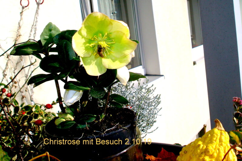 Christrose mit Besuch 2.10.19