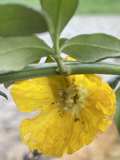 137E2041-3445-43E6-8D60-6CD8C304E76A