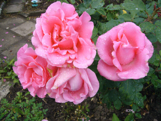4Rosen
