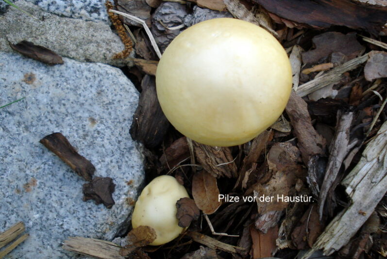 Pilze vor der Haustür.