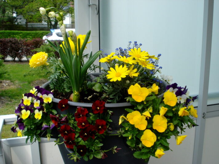 Oberste Pflanzschale