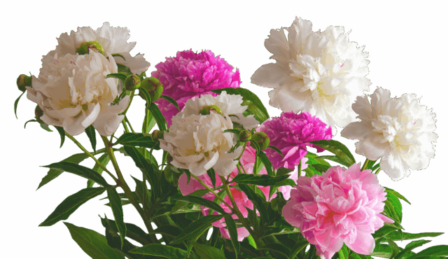 Peony-Pink-PNG-File