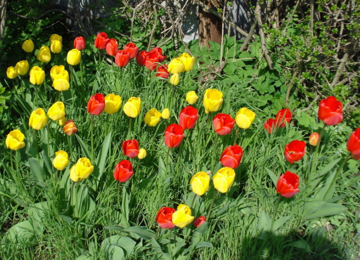 Tulpenblüte gedeiht trotz Unkraut.
