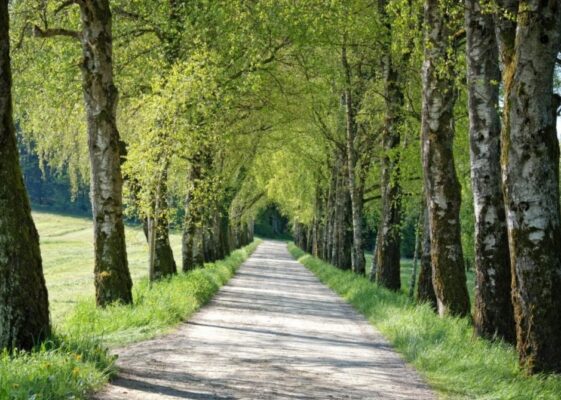 Koivukuja-e1580739142985 (2)