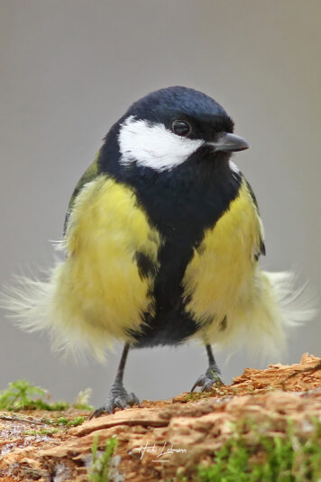 176015033_143357457794581_5824614630672976537_n