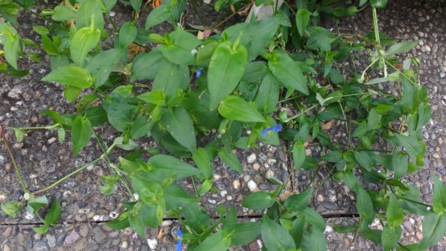 IMG_20200826_084506992