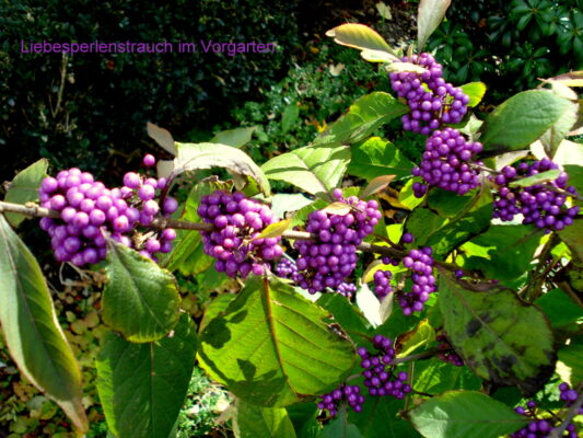 Liebesperlenstrauch im Vorgarten..