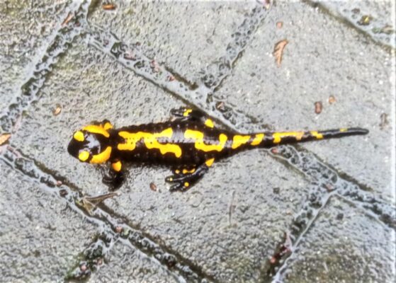 IMG_20240211_095302_202