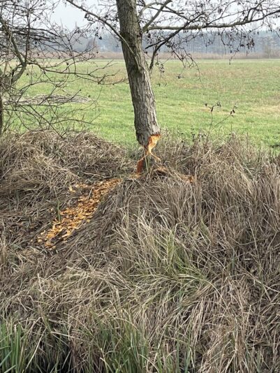 E3DD18CB-93A3-4E69-B4C0-DCEFE252FF01