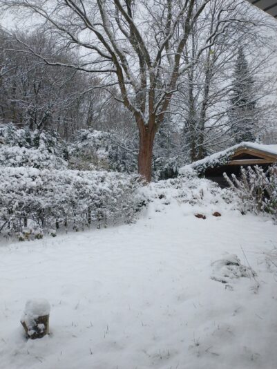 IMG_20231129_093800760_BURST001