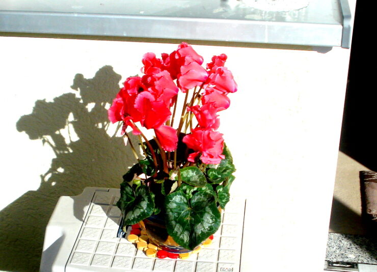 Cyclamen im Februar.