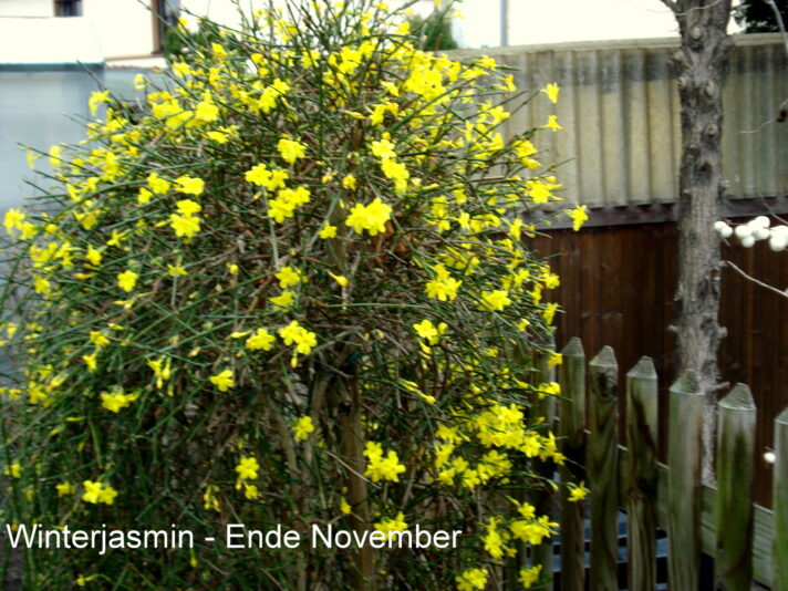 Winterjasmin - Ende November