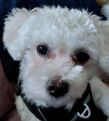 kolja ganz naher kopf