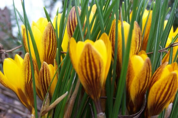 gelbe_Krokusse