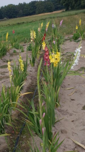 IMG_20200923_123057827