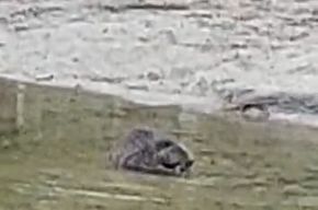 274013e3-fa20-4f7d-bb1e-f74e3597258d