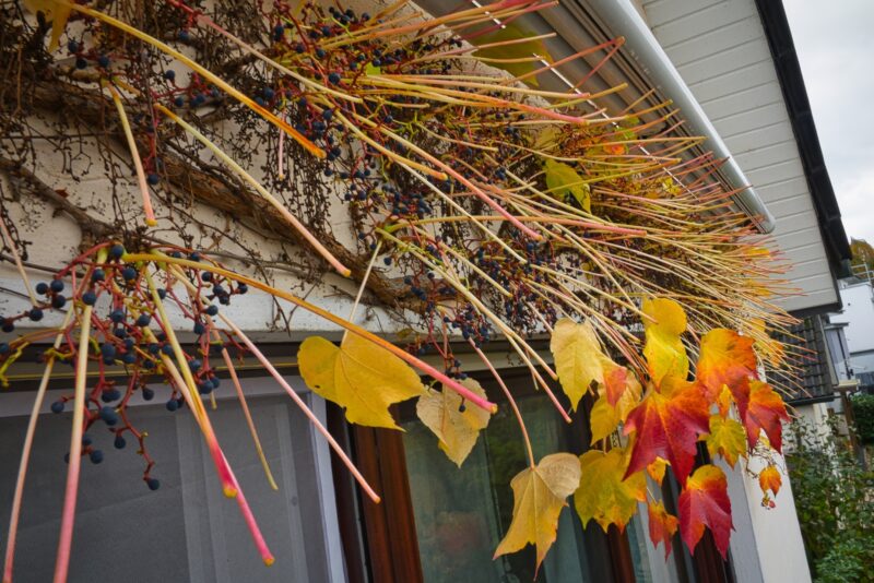 resized_resized_DSC05242c