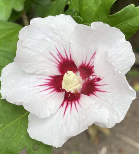 687B662A-8CBF-4C15-AA66-312575659DDD