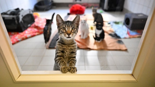 mdraktuell-tierheim-erfurt-102-resimage_v-variantSmall16x9_w-640