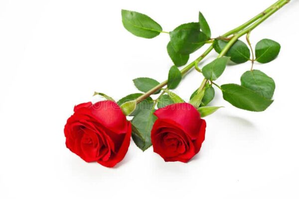 two-red-roses-13137285