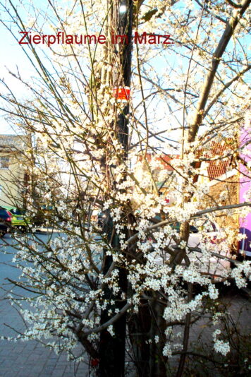 Zierpflaume im März.