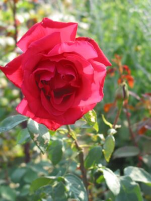 12.7.05 dienst im schloss... schlossgartenrose