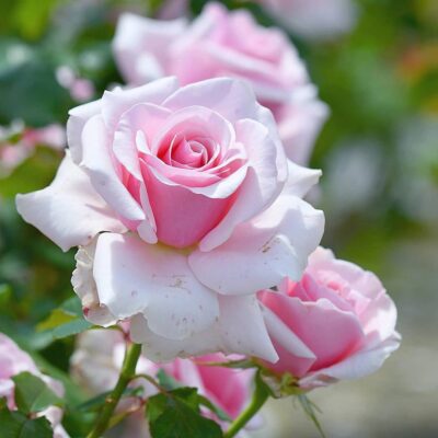 288864741_452174726912067_1808054519638779013_n