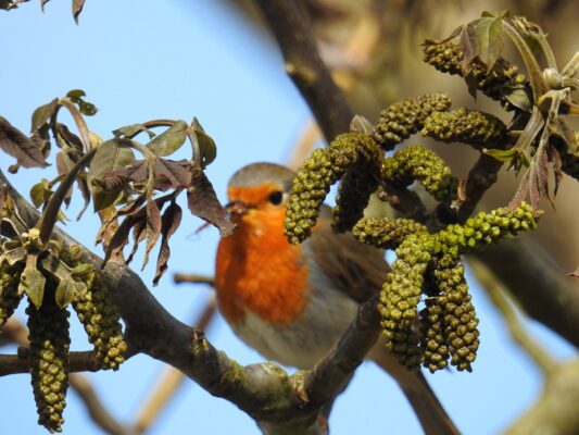 Ast Rotkehlen 13.3.24