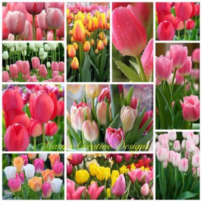 160653660_2866518600252605_6284523772791061737_o