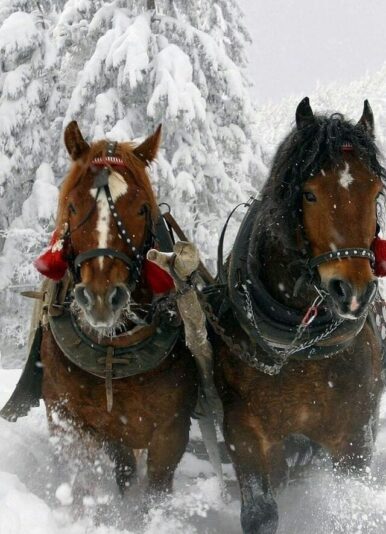 128156376_671453720157570_6538100564514640137_n