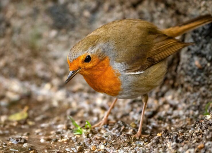 rotkehlchen-wurm-47705176