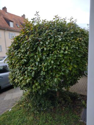 IMG_20250224_085704039