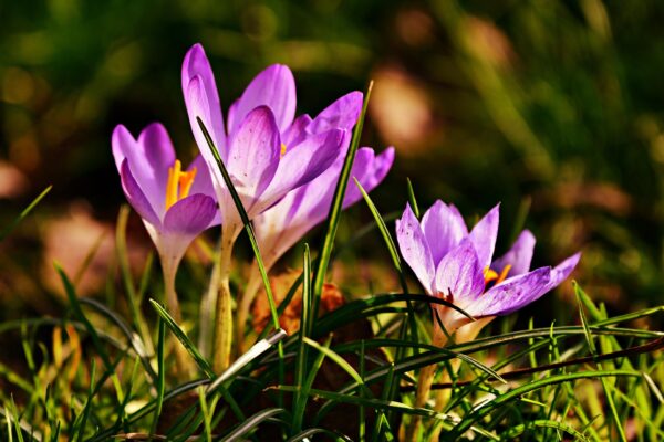 mabelamber-crocus-4056082_1920