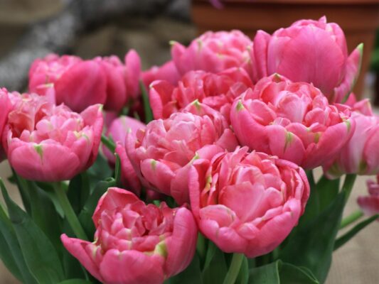 olga1205-tulips-4030776_1920