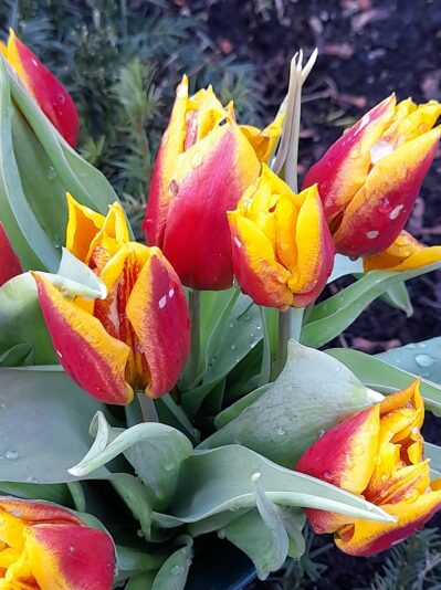 164243143_115721060541575_8640449865959960381_o