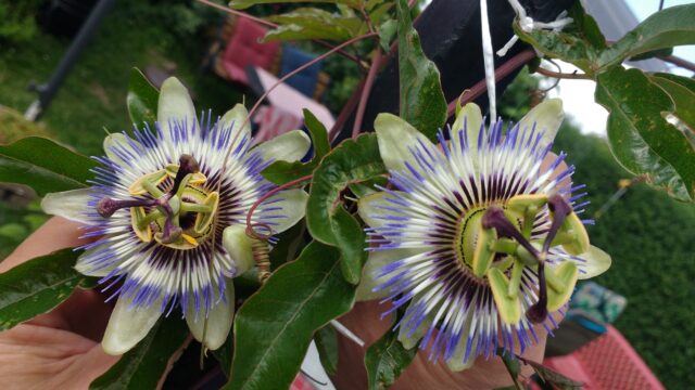 IMG_20200707_145805949