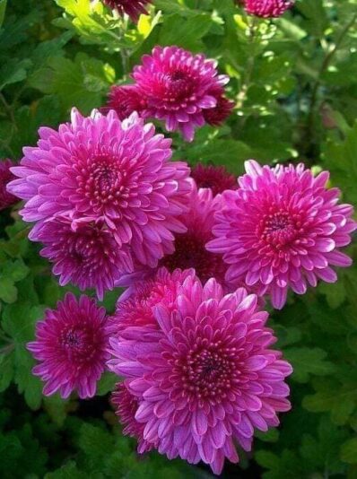 120500021_128641352315516_2870416016455583966_n