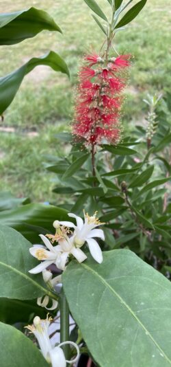 9FE520B7-9AEC-4599-8C8C-C063B18E2D25