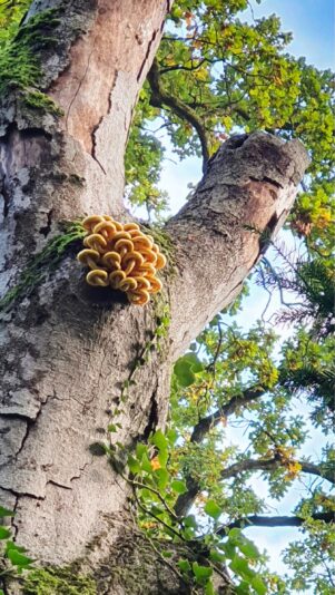 resized_2022_Elverd_Wald_0047